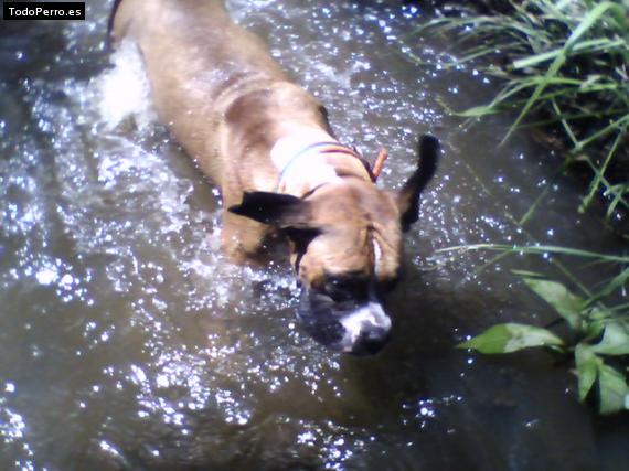 La foto del perro