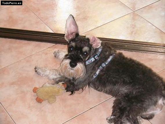 La foto del perro