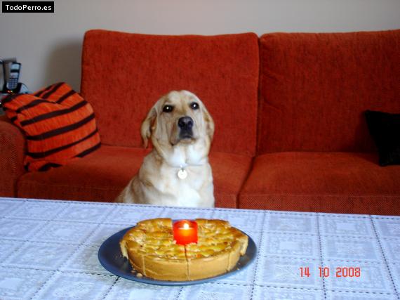 La foto del perro