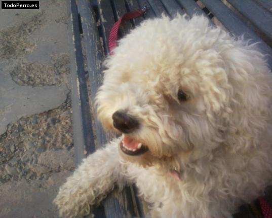La foto del perro