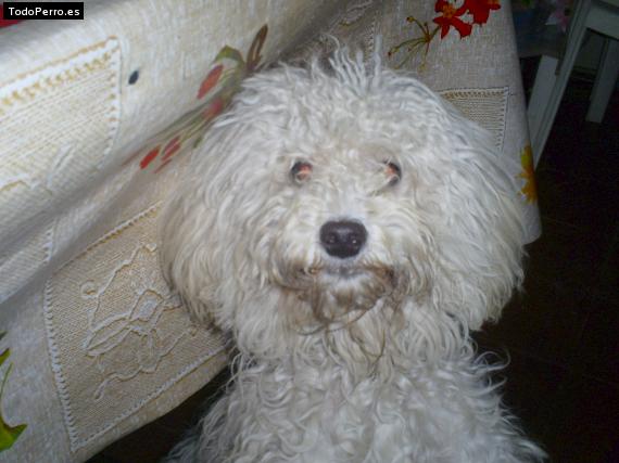 La foto del perro