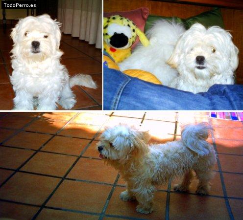 La foto del perro