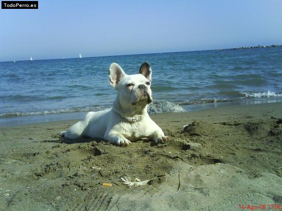 La foto del perro