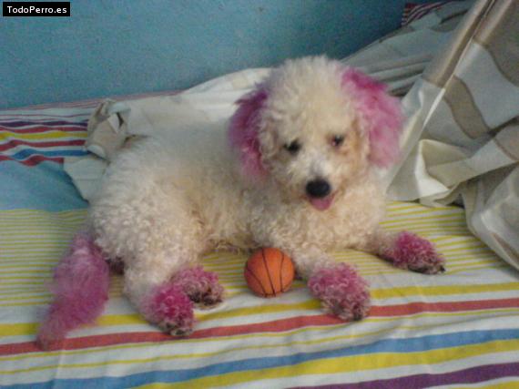 La foto del perro