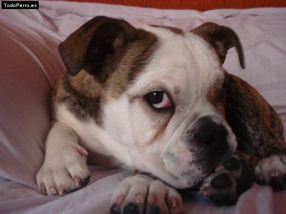 La foto del perro