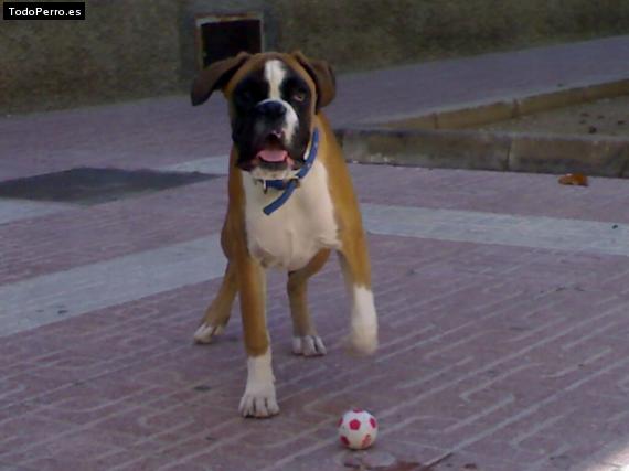 La foto del perro