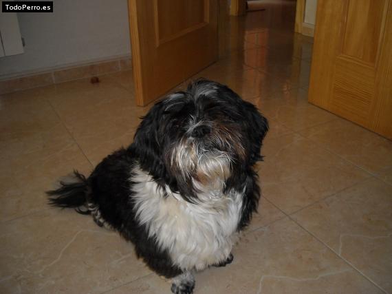La foto del perro