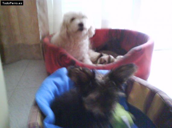 La foto del perro