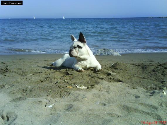 La foto del perro