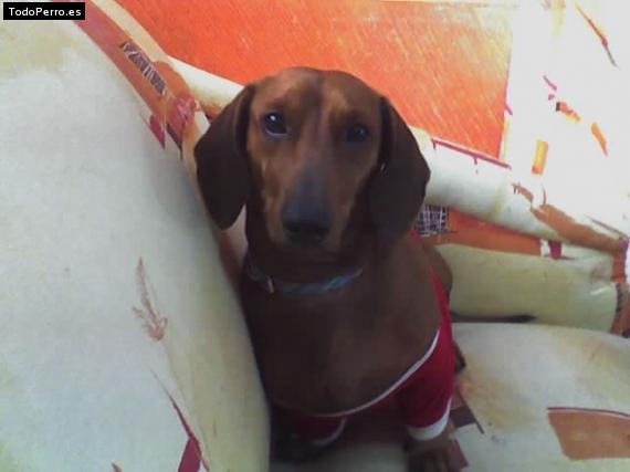 La foto del perro
