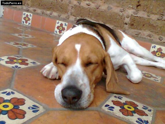 La foto del perro