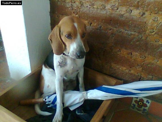 La foto del perro