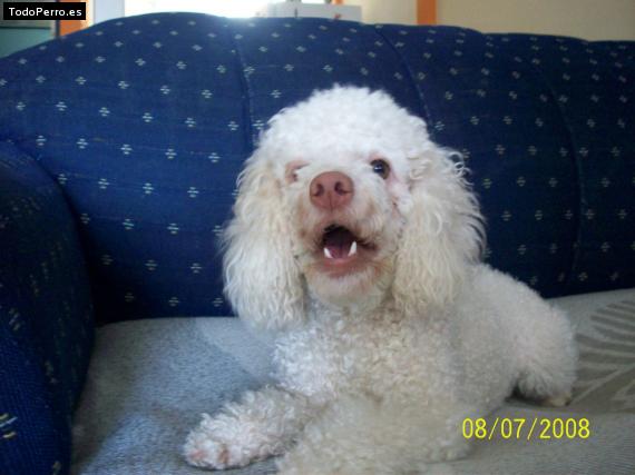 La foto del perro