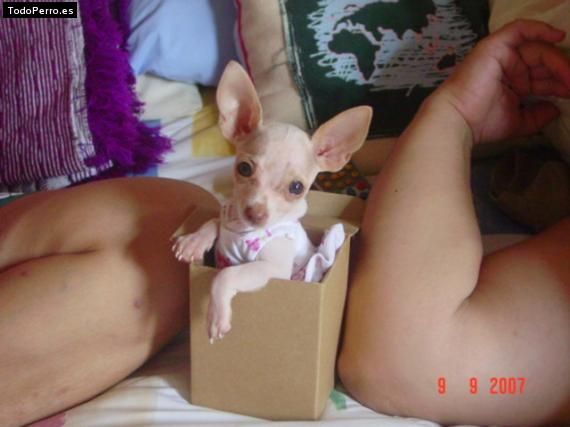 La foto del perro