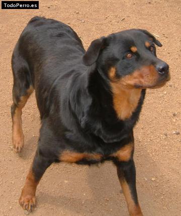 La foto del perro