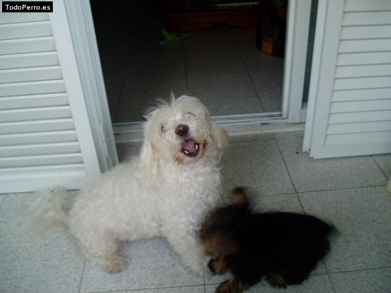 La foto del perro