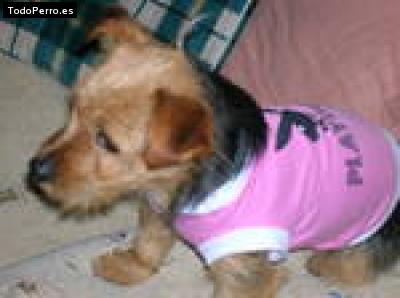 La foto del perro