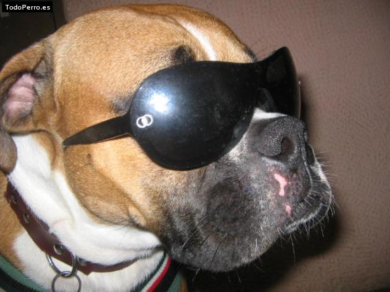 La foto del perro