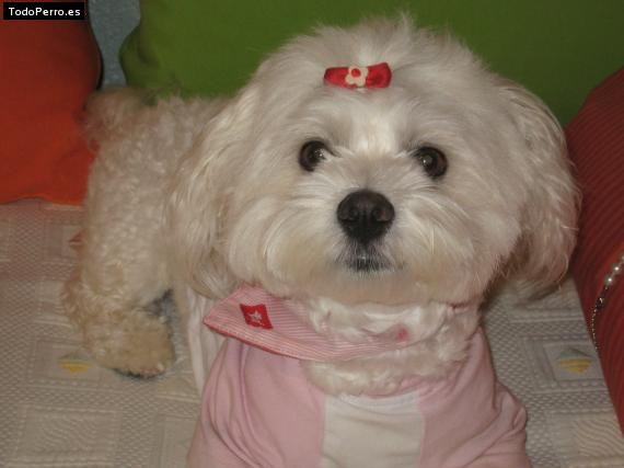 La foto del perro