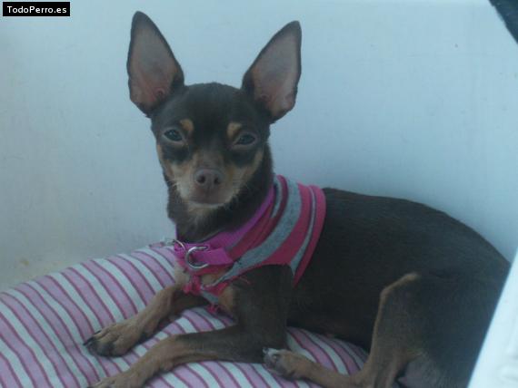 La foto del perro