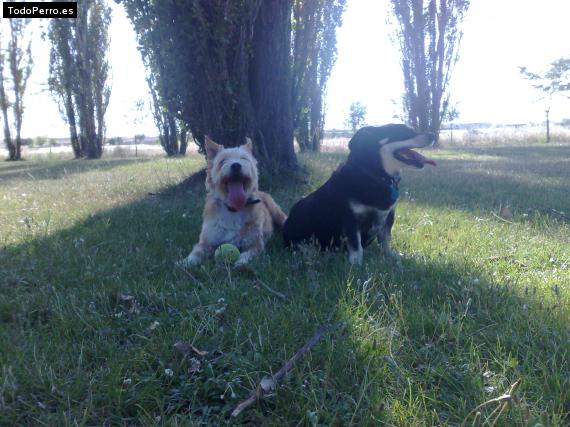 La foto del perro