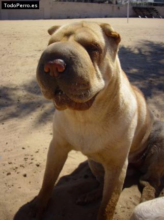 La foto del perro