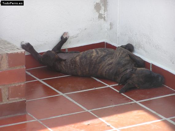 La foto del perro