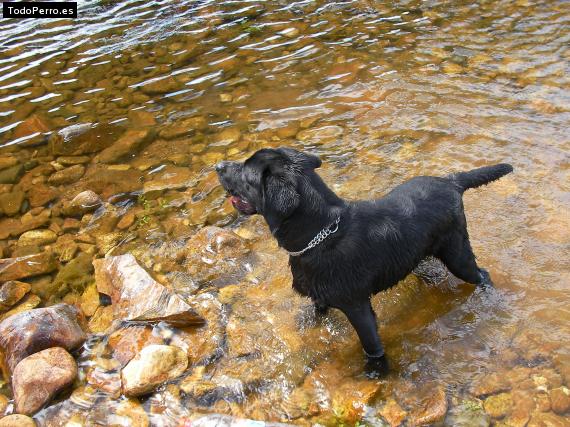 La foto del perro