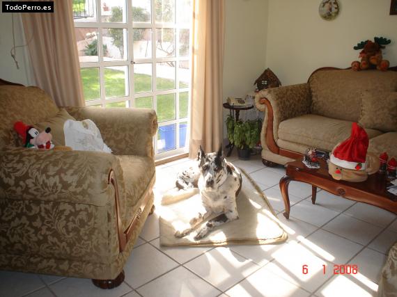 La foto del perro