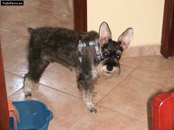 La foto del perro