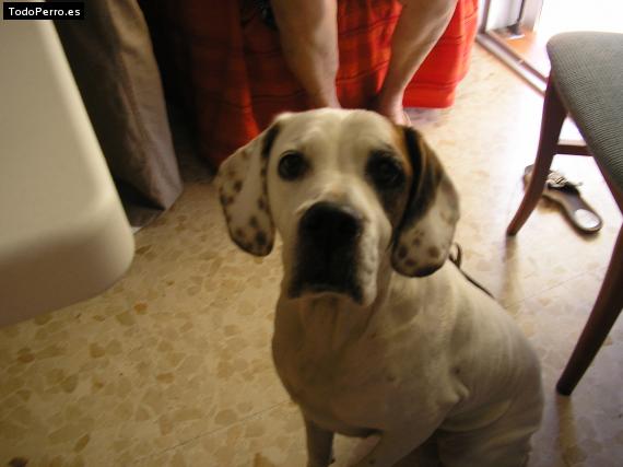 La foto del perro