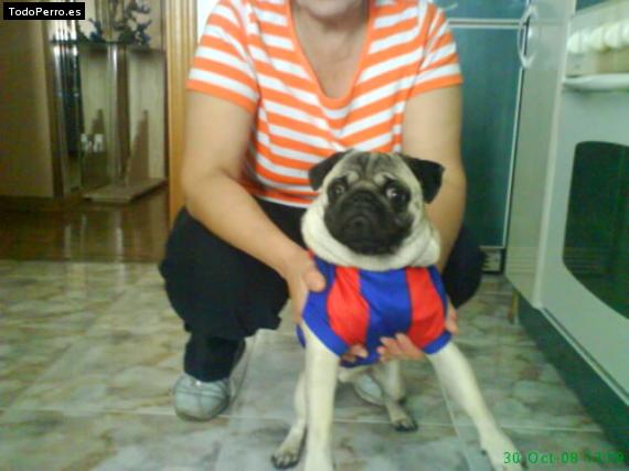 La foto del perro