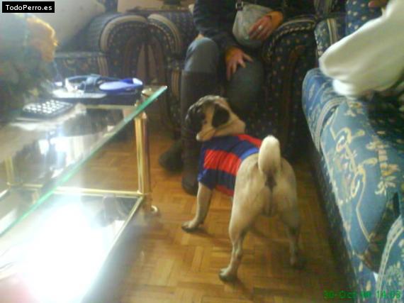 La foto del perro