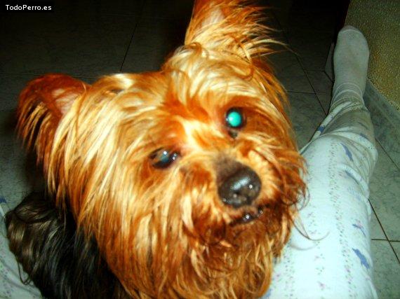 La foto del perro