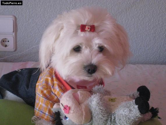 La foto del perro