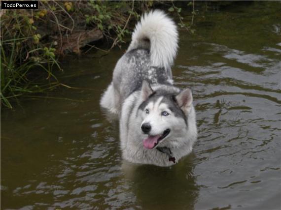 La foto del perro