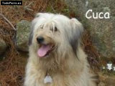 Foto del perro Cuca