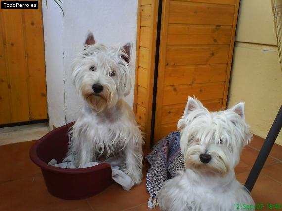 Foto del perro Cuca y kim