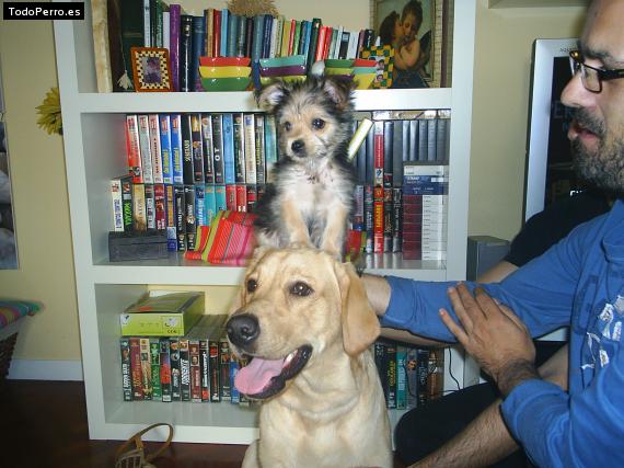 La foto del perro
