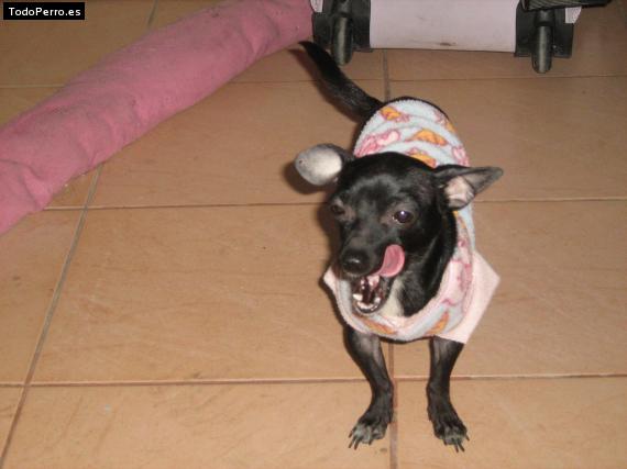 La foto del perro