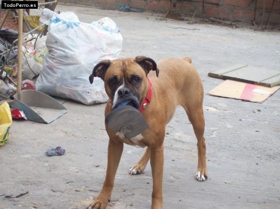 La foto del perro