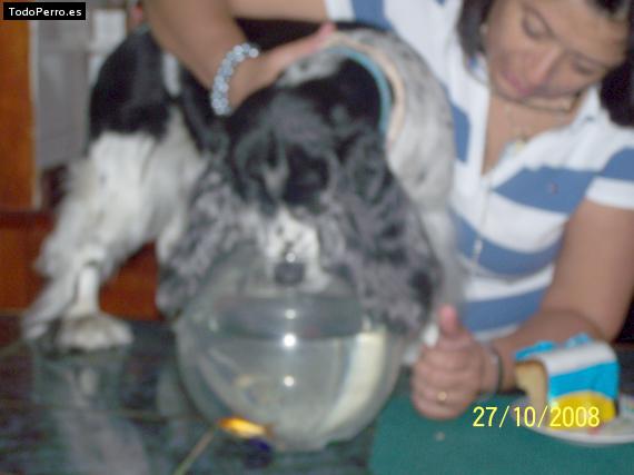 La foto del perro