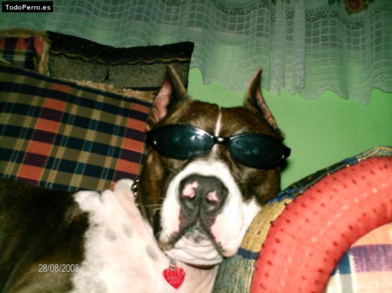 La foto del perro