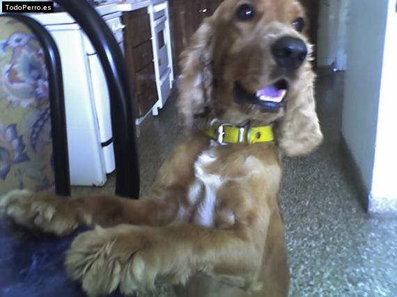 La foto del perro