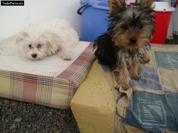 La foto del perro