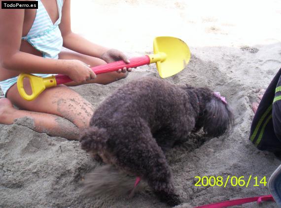 La foto del perro