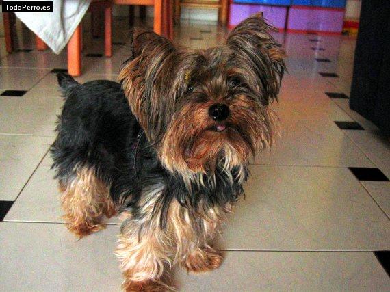 La foto del perro