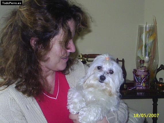 La foto del perro