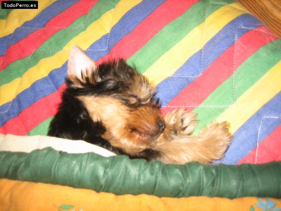 La foto del perro