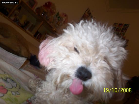 La foto del perro